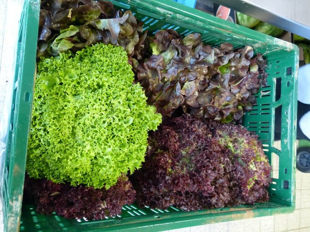 Salatköpfe in einem grünen Korb