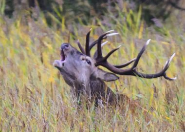 Wild-Woche in der Mensa