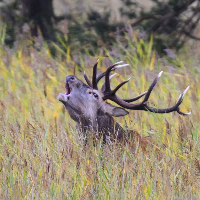 Hirsch mit Geweih